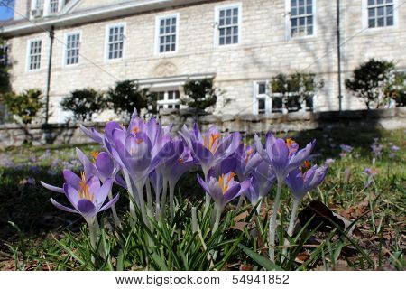 Lavender Crocus Flowers In Mansion Lawn