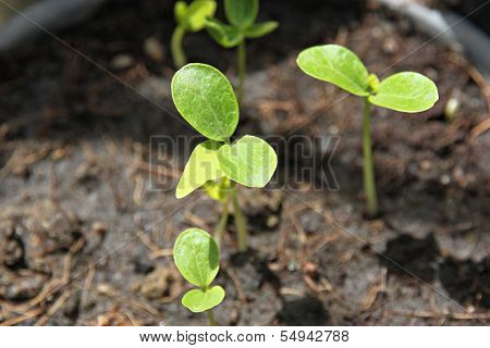 Many Papaya Seedling Growing In The Jardiniere.