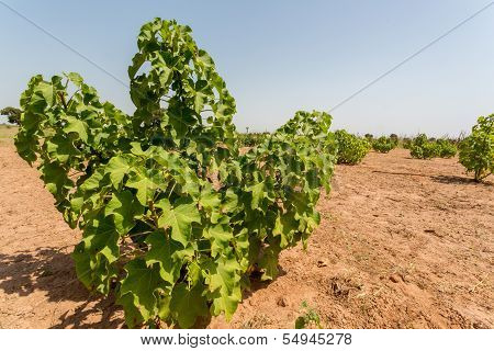Jatropha