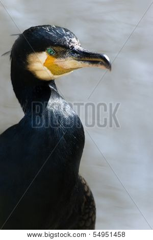 Great Cormorant At The Waterside