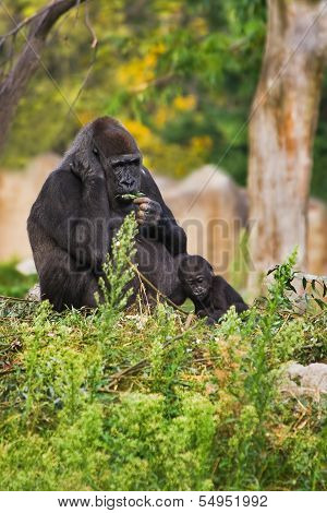 Female Gorilla With Kid