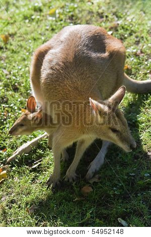 Female Wallaby With Joey In Puch