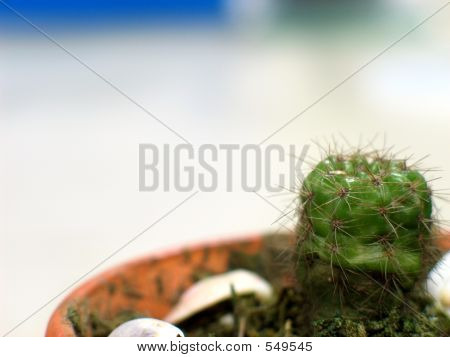 仙人掌背景