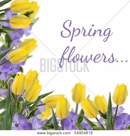 Postcard With Fresh Flowers Tulips  And Empty  Place For Your Text