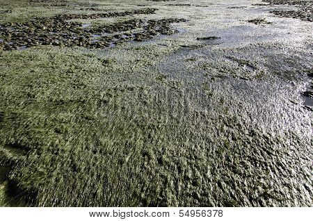 Zostera Tidal Flat