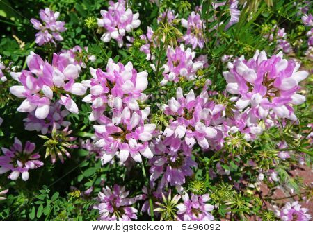 Coronilla Varia (veccia corona)