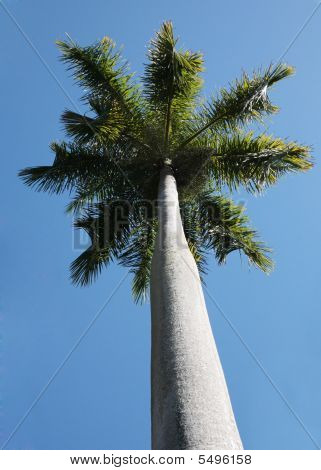 棕榈树