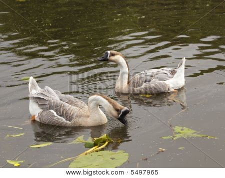 Et par af Swan gæs
