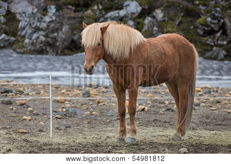 Icelandic horses