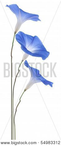 Morning Glory