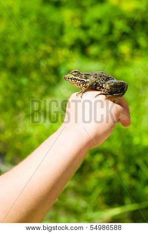 Toad sits on a child's hand