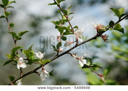 Cherry Tree i blomst