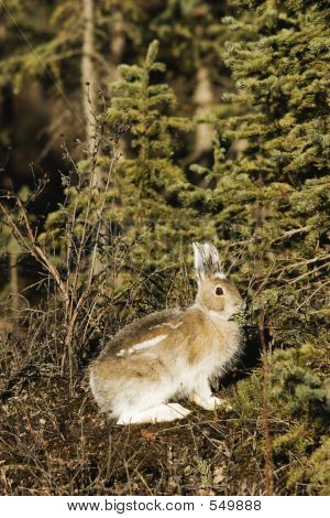 Divoké relativní Bunny - Showshoe zajíc