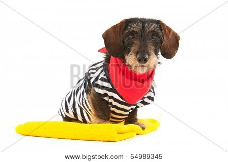 Wire haired dachshund at the beach in swim suit