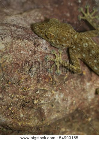 Fan Toed Gecko Hanging
