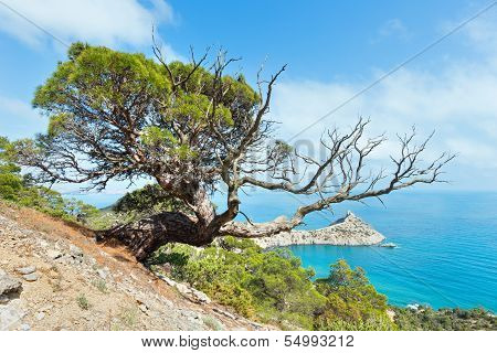 Coastline Of Novyj Svit Summer View (crimea, Ukraine)