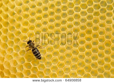 Close up view of the working bees on honeycells