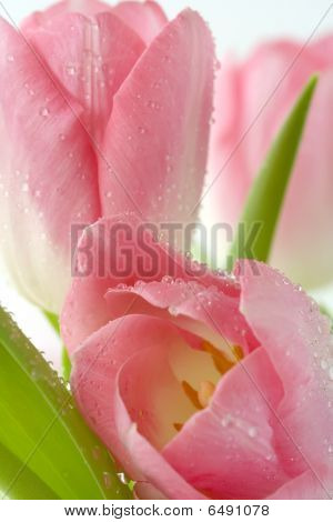 Rosa Tulpen