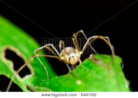 Araña