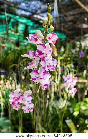 Pink Orchid Flower, Doritis Pulcherrima Lindl.