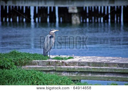 Pelican on a Dock