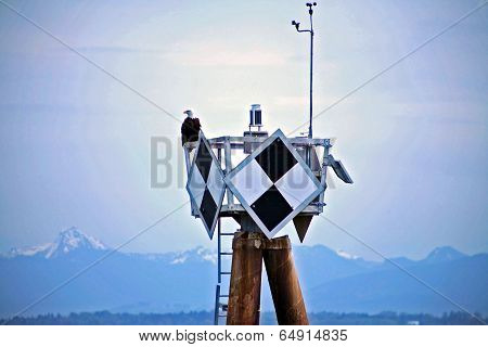 Eagle on Perch