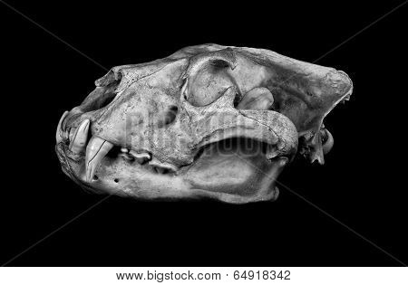 African Lion Skull (pantera Leo).