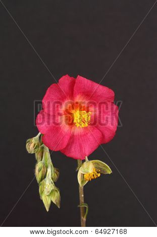 Helianthemum