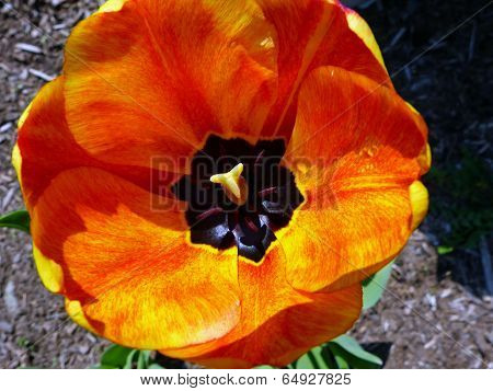 Orange tulip
