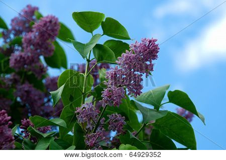 lilac
