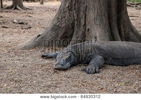 Resting Komodo Dragon