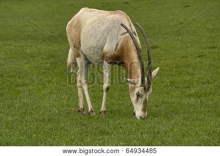 Oryx Antelope