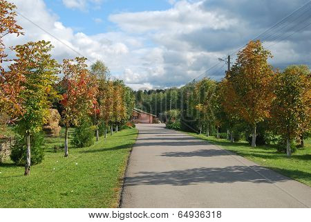 Road through Autamn Forest