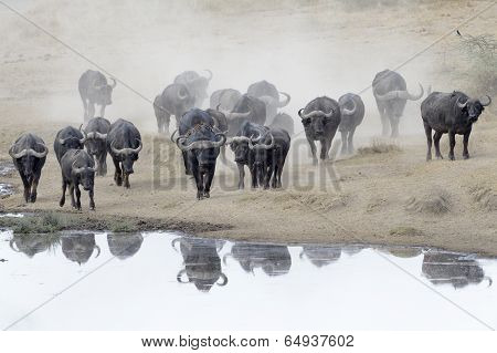 Buffalo herd