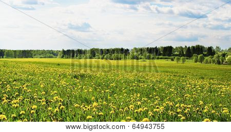 Rural Summer Landscape