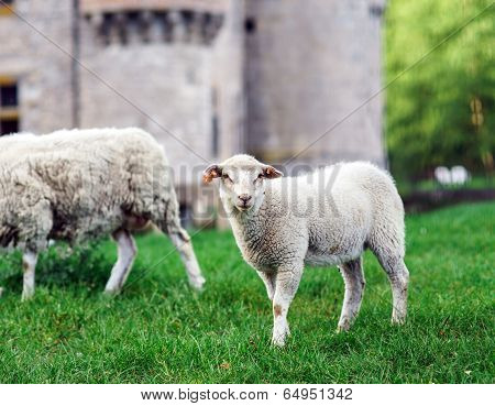 Farm Animals. Depasturing Sheeps.