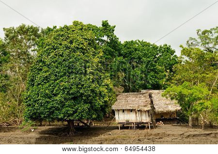 Amazon Indian Tribes In Brazil