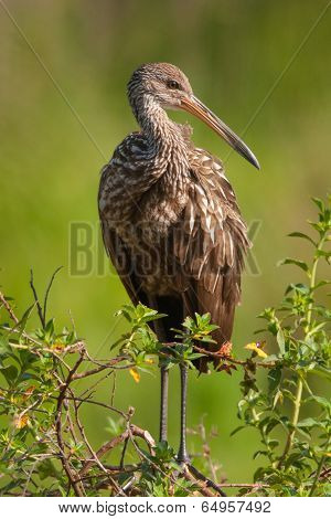 Limpkin