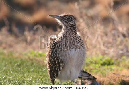 Pozowanie Roadrunner
