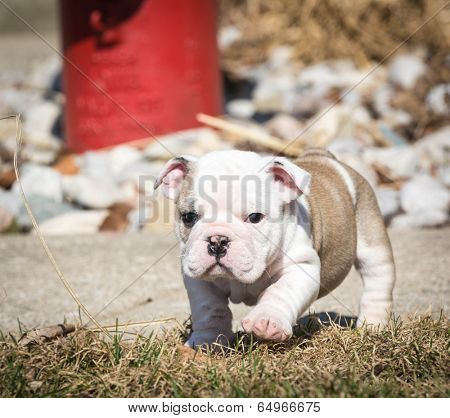 english bulldog puppy outside in the grass