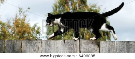 Mewing Cat On A Fence