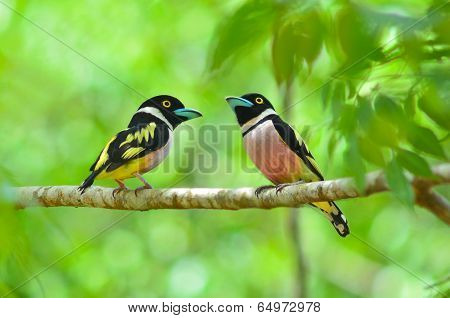 Black And Yellow Broadbill Bird