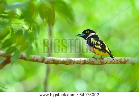 Black And Yellow Broadbill Bird