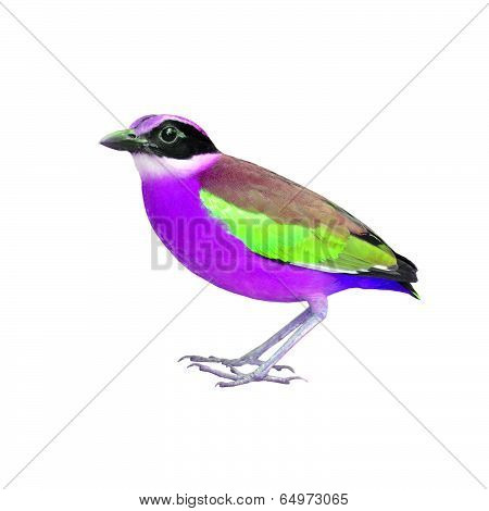 Colorful Bird