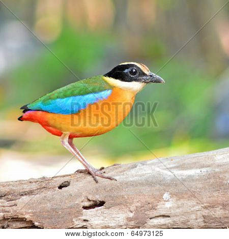 Blue Winged Pitta Bird