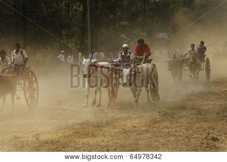 Nagaon Maharashtra India, April 30:Traditional Bullock cart race