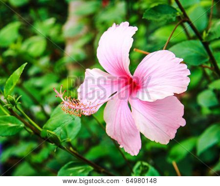 Close Up Pink  Hibiscus Flowers Call Chaba Flower In Thailand