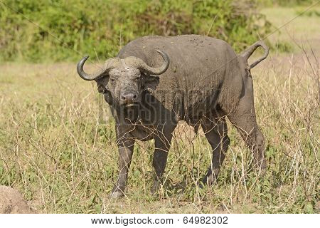Cape Buffalo In The Veldt