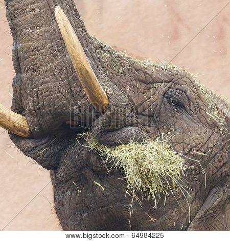 Elephant Eating Grass
