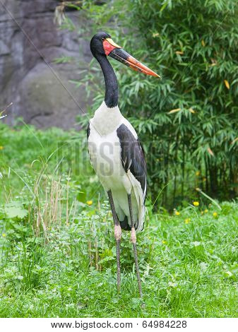 Saddle-billed Stork. Latin Name - Ephippiorhynchus Senegalensis